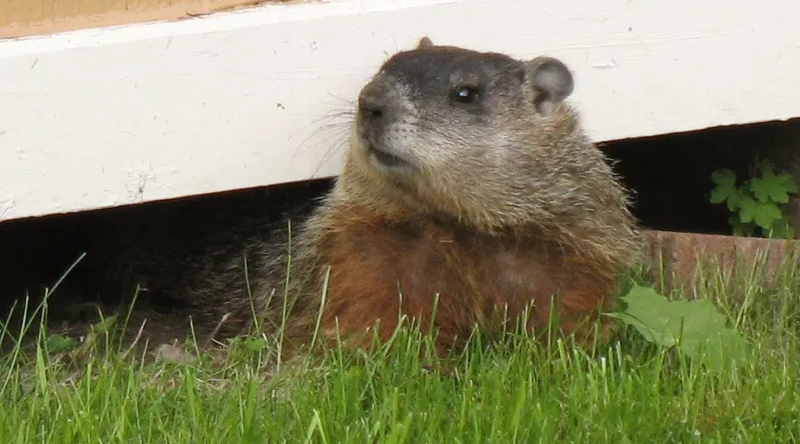 WATCH: What’s Been Eating My Garden?