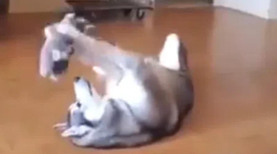 WATCH: Huskey Loves His Stuffed Toy