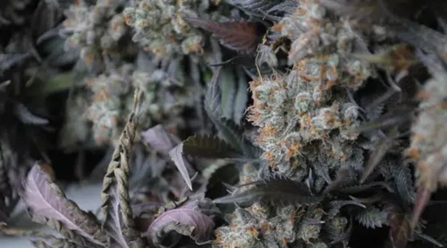 New Cannabis Store Applications Total 12