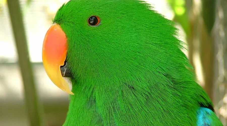 WATCH: Happy St. Patrick’s Day