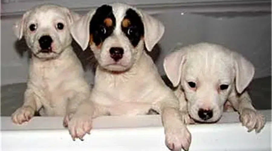WATCH: Happy National Puppy Day!