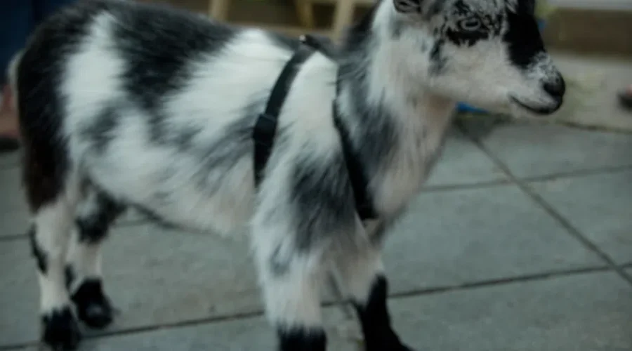 WATCH: Live Goat Cam