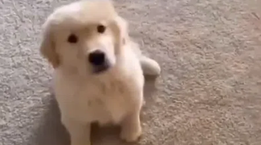 WATCH: Puppy Turns Around To Bonnie Tyler