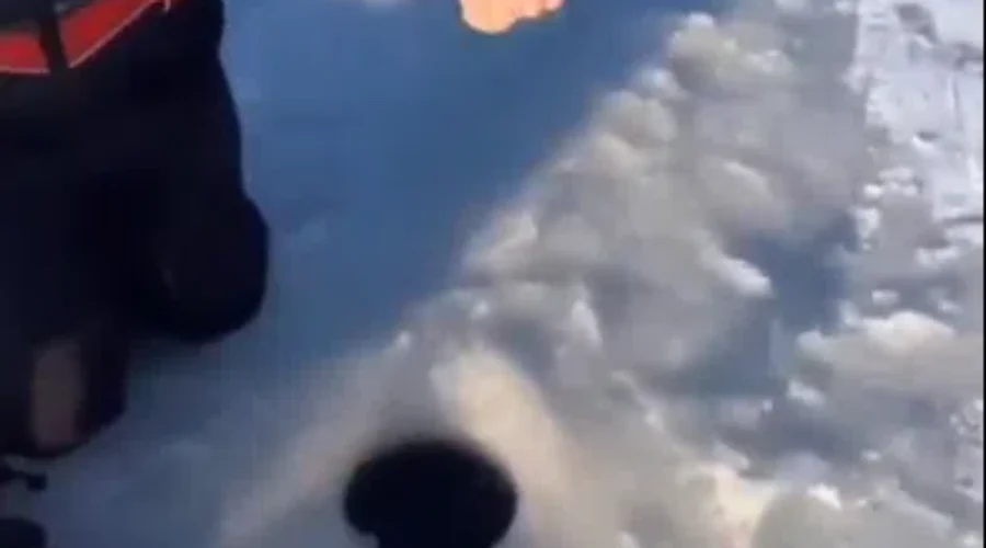 WATCH: Weird Looking Fish