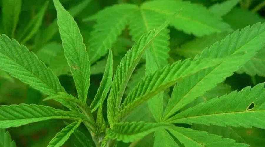 Proposed Pot Store Receiving More Study