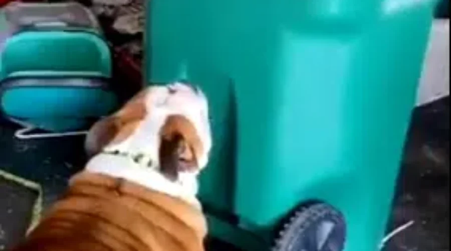 WATCH: Dog Knocks Over Trash Cans