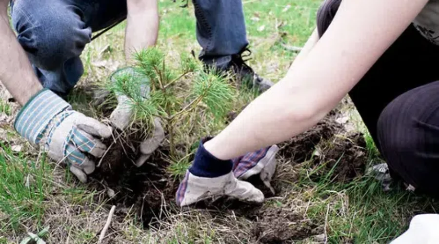 MPP Speaks For Tree Program