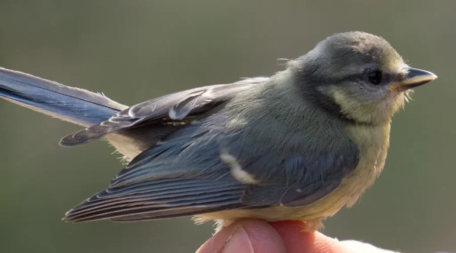 This One’s For The Birds