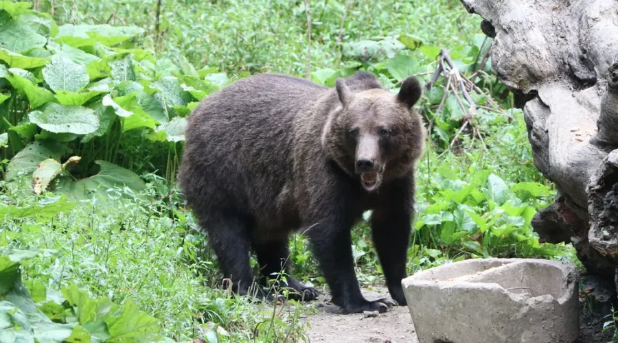 WATCH: Girl Pushes Bear Over Fence