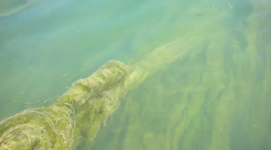 Blue-Green Algae At Hazelwood Lake