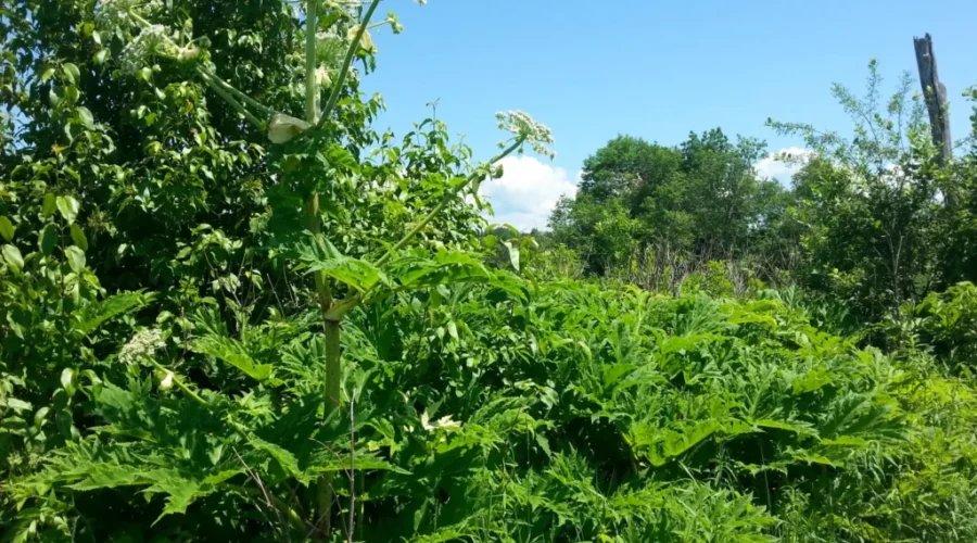Reducing Greenhouse Gases in Northern Ontario