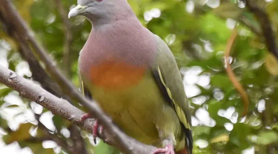 Hey Check Out This Bird…It’s A Pigeon!!!