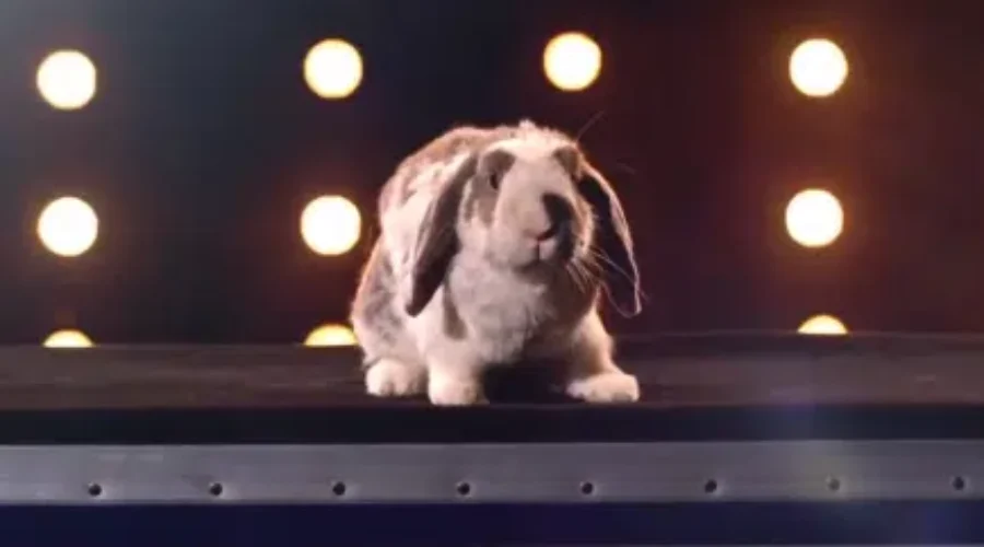 WATCH: First Ever Rabbit On AGT