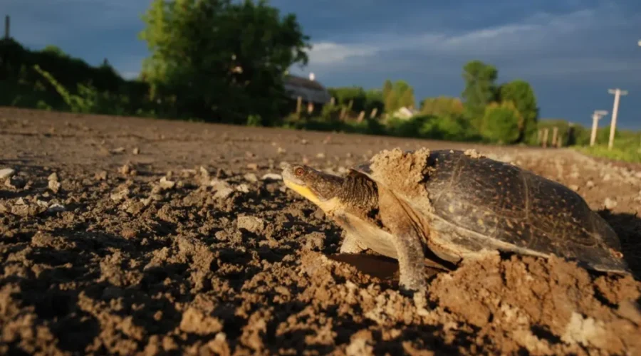 Why Did the Turtle Cross the Road?