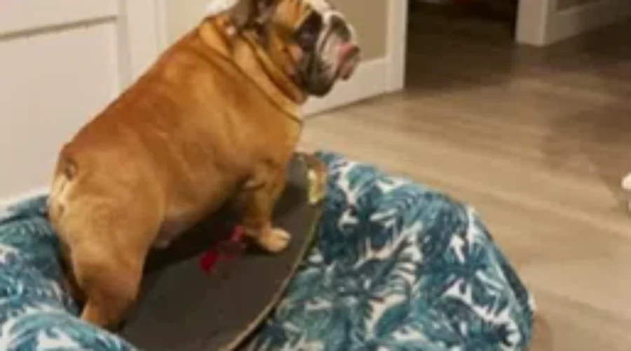 WATCH: Dog LOVES Skateboarding