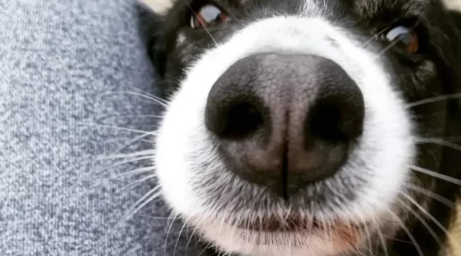National Dog Day!