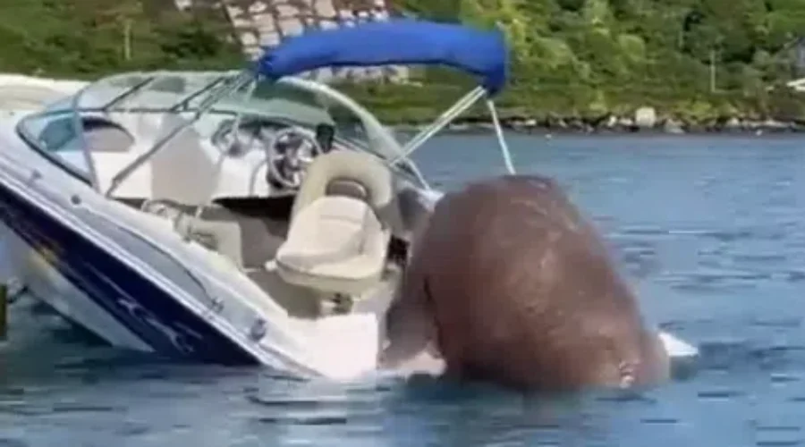 WATCH: Meet Wally The Walrus