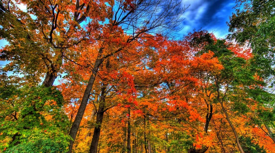 When AUTUMN arrives……….LOOK OUT!!