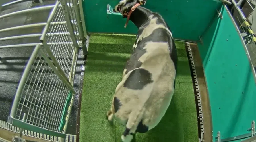 Toilet Training Cows!