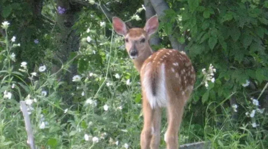 COVID Detected In Canadian Wildlife