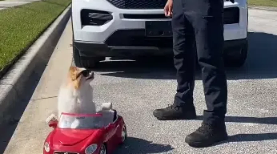 WATCH: Meet Koda!!