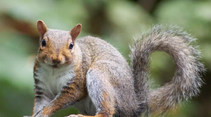 Squirrel Stashes WHAT?!?! For Winter