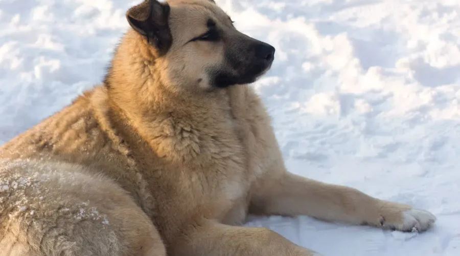 Keep the Pets Safe From the Cold