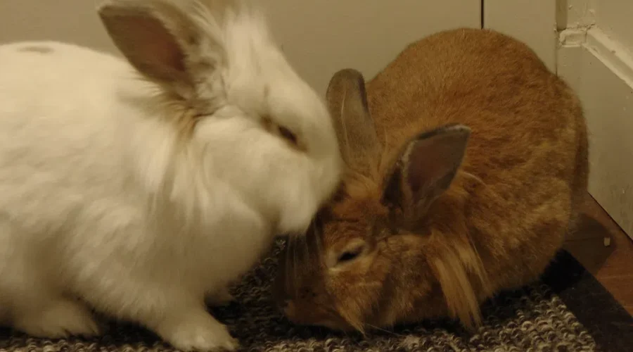 Rabbits Are For Life Not Just For Easter