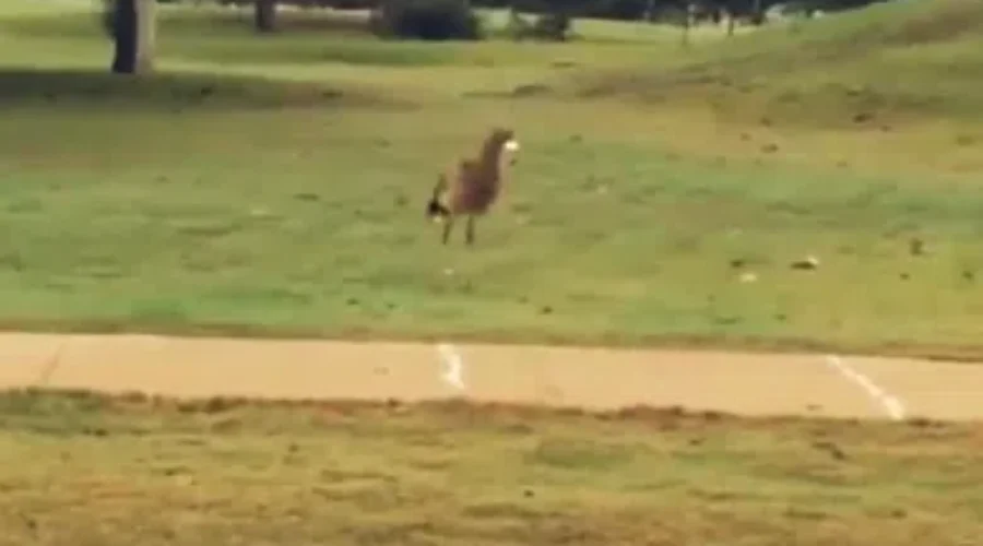 Bird Plays With Golf Ball