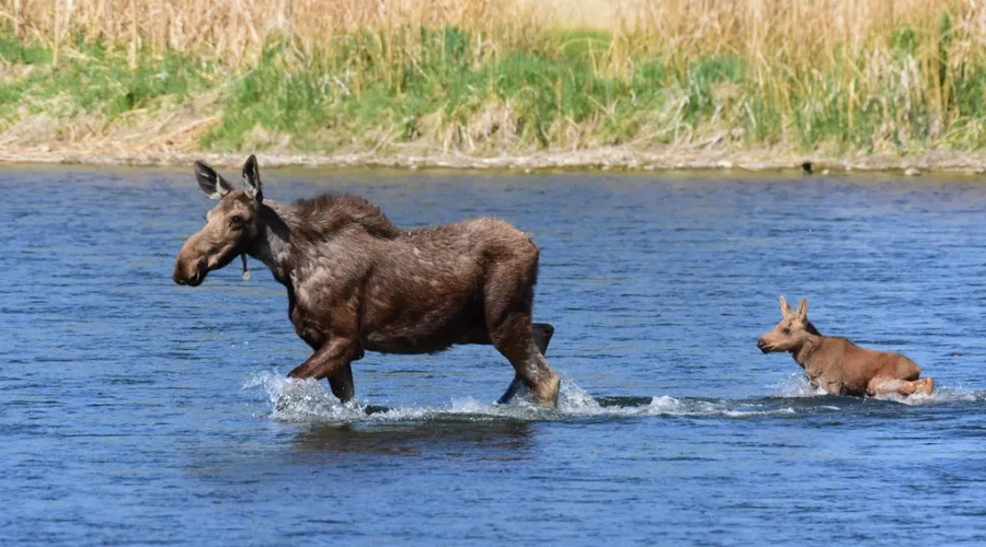 Rescued Moose Finds New Mama