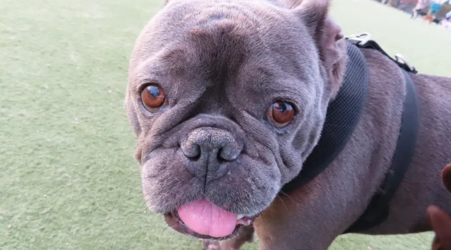 How about a ‘boozy’ Off Leash Dog Park?