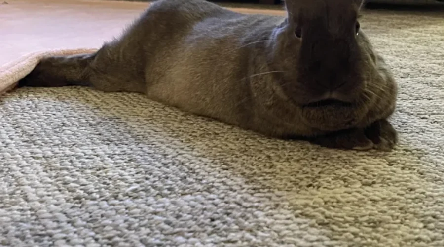 Pets Getting Into Trouble