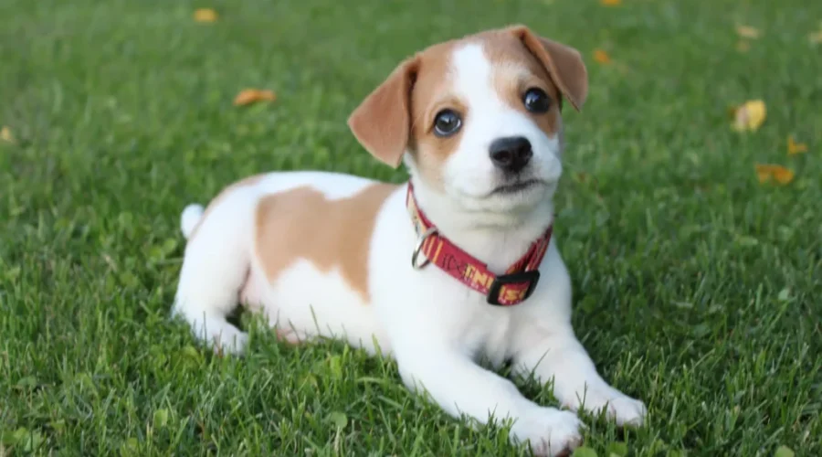 Imagine taking “paid time” off from work when you get a new pet? It’s happening………