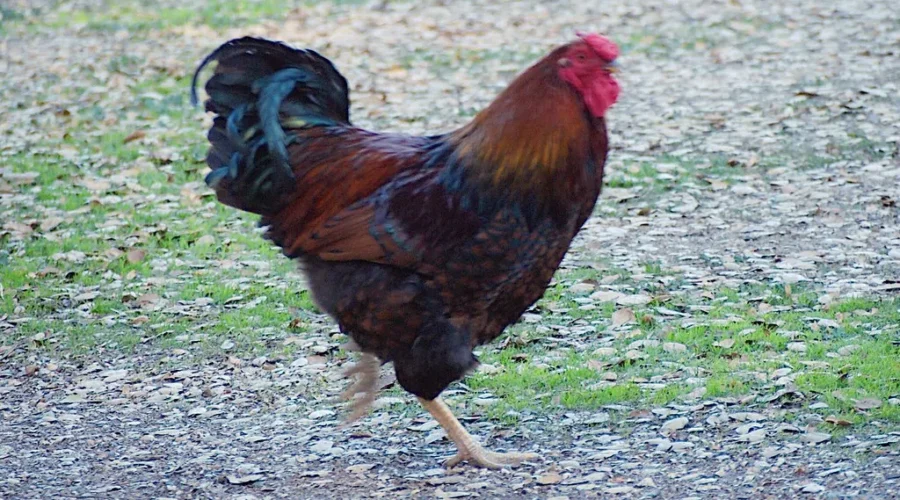 You can’t make this stuff up. A couple is suing their neighbour for……what?