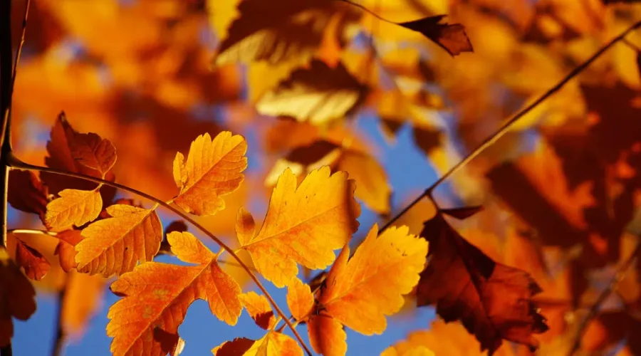 Are you ready for the Autumnal Equinox? When are the colours changing? Check it out: