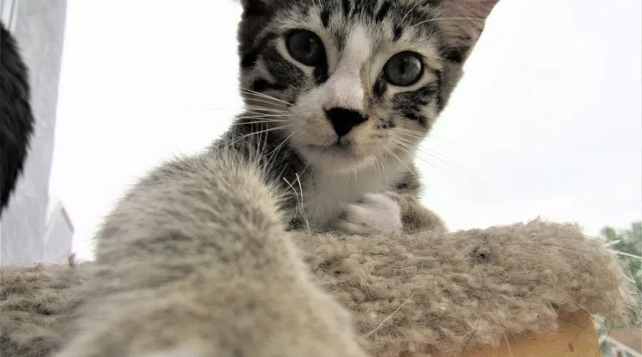 What do CATS and GRAVY have in common? Katie explains….what not to do when prepping the Thanksgiving meal.