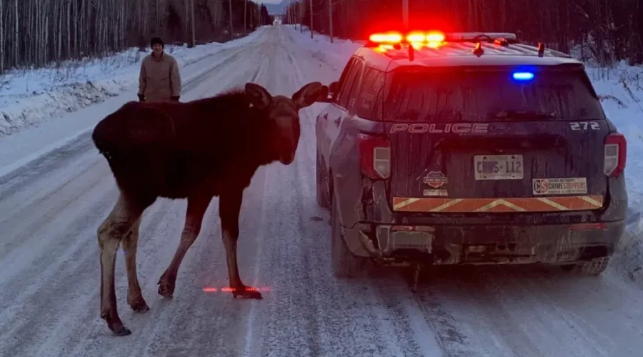 Police Issue Warning About An Area Moose