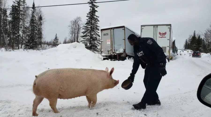 Police Bring Home The Bacon…So To Speak