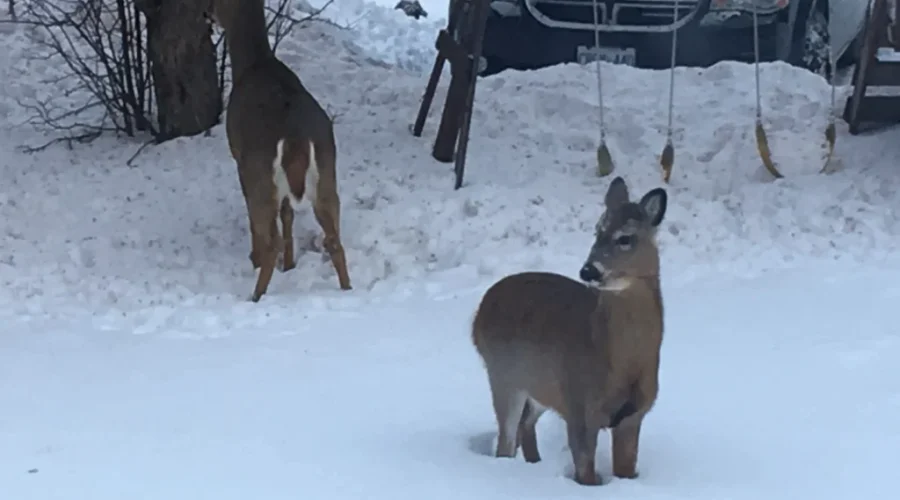 Experts gather to study chronic wasting disease crossover