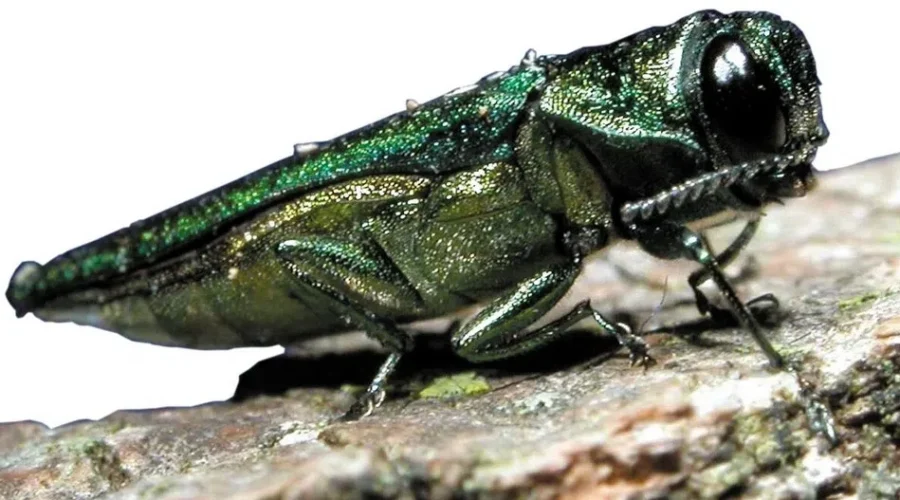 Beetle infestation prompts cull of ash trees in Thunder Bay