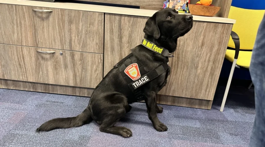 Police force’s new hire able to sniff out hidden cell phones