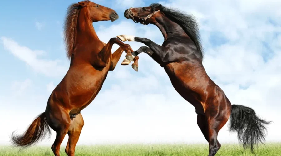 Jodi is going camping with her horses! True story. She called us…and shared her plans!