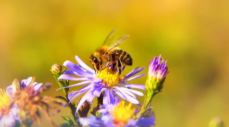 Ontario’s honey producers receive a boost