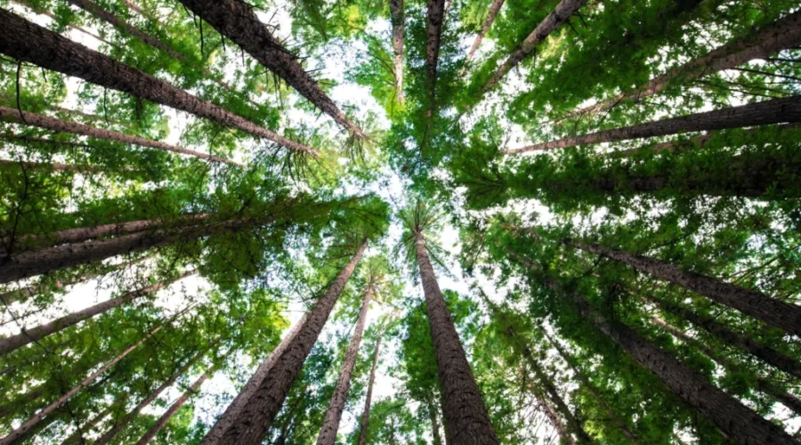 Hundreds of new trees and plants to improve Lake Superior’s shoreline