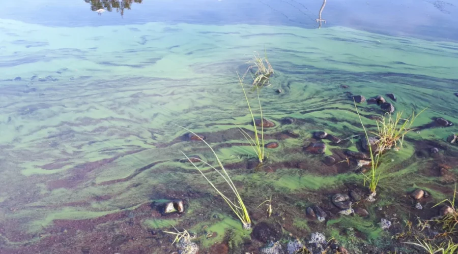 Blue-green algae detected in Sleeping Giant Provincial Park