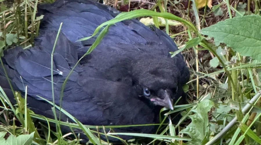 Fledgling. Thanks to a listener, Vicki for calling in and helping out Candi with her “bird problem”.