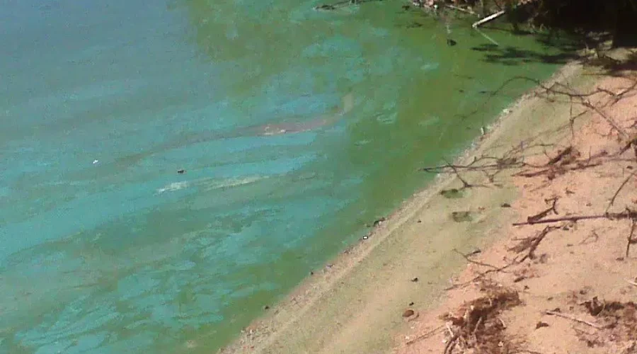 Thunder Bay health inspector advises on blue-green algae safety