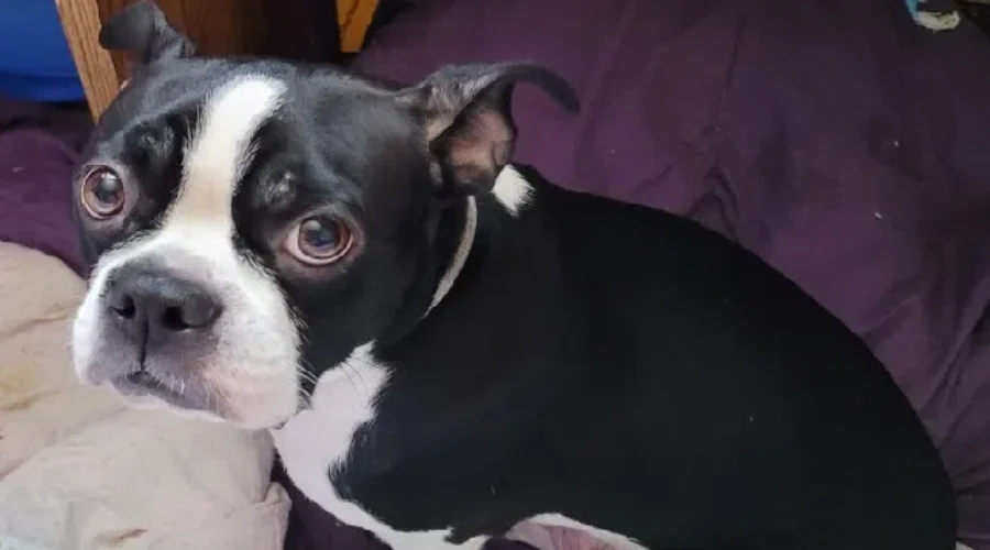 Update: 3 dogs returned to owners after a break-in