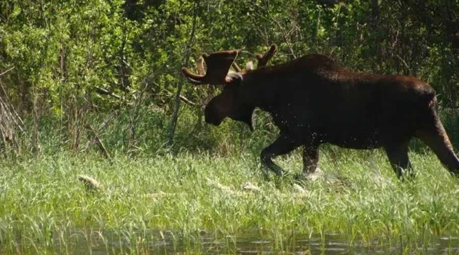 Changes proposed to allocation of moose hunting tags