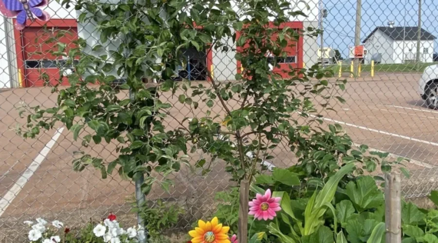 Boulevard Garden By-law returning to city council